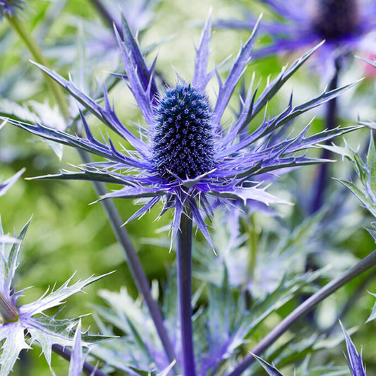 Eryngium blue hobbit seeds