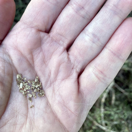 Eryngium Blue Hobbit Seeds Size