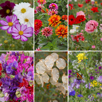 Best-Selling Flower Seed Collection 2026