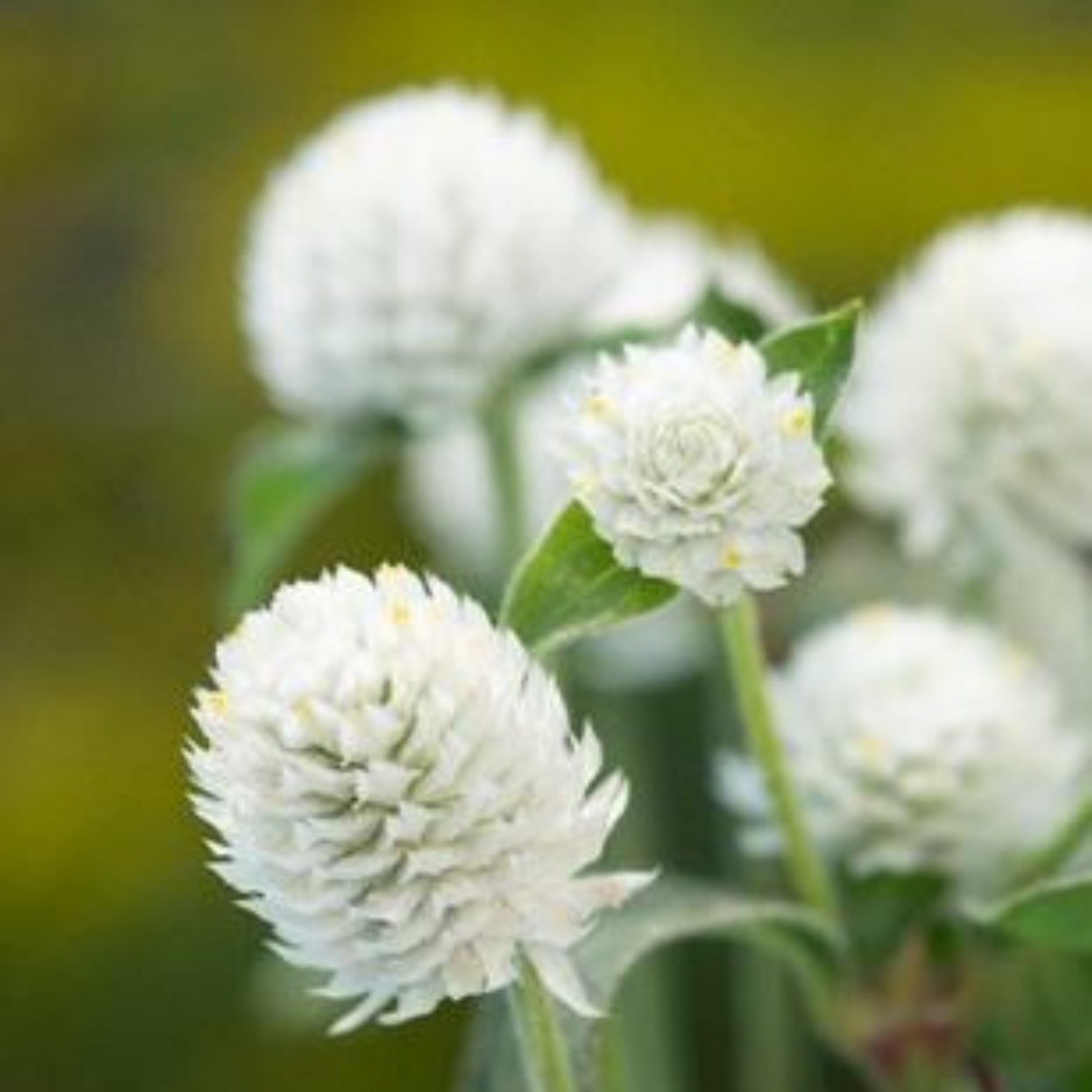 Gomphrena White Seed