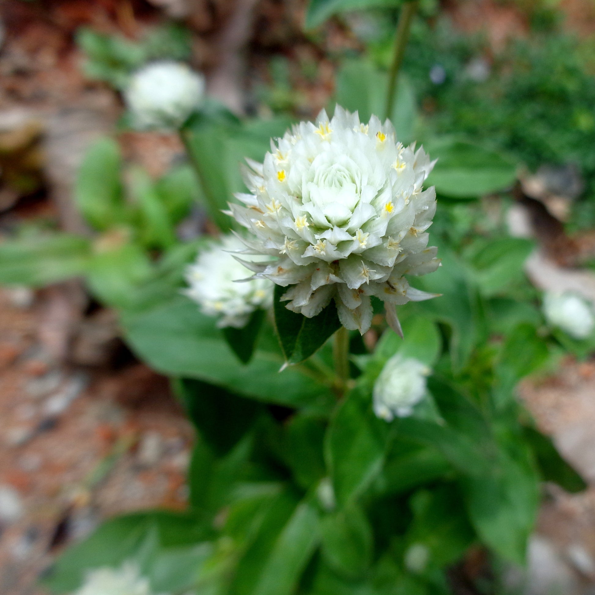 Gomphrena Globosa White