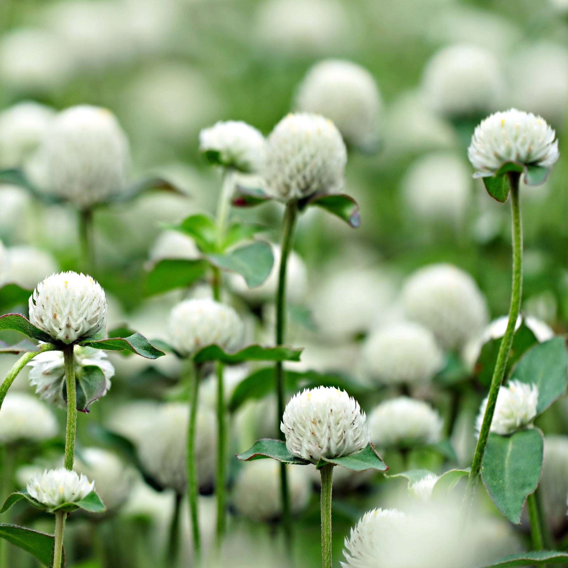 Globe Amaranth White Seed