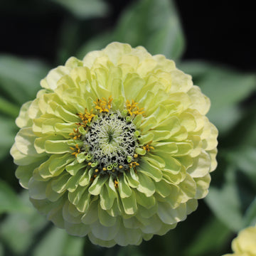Green Zinnia Seeds