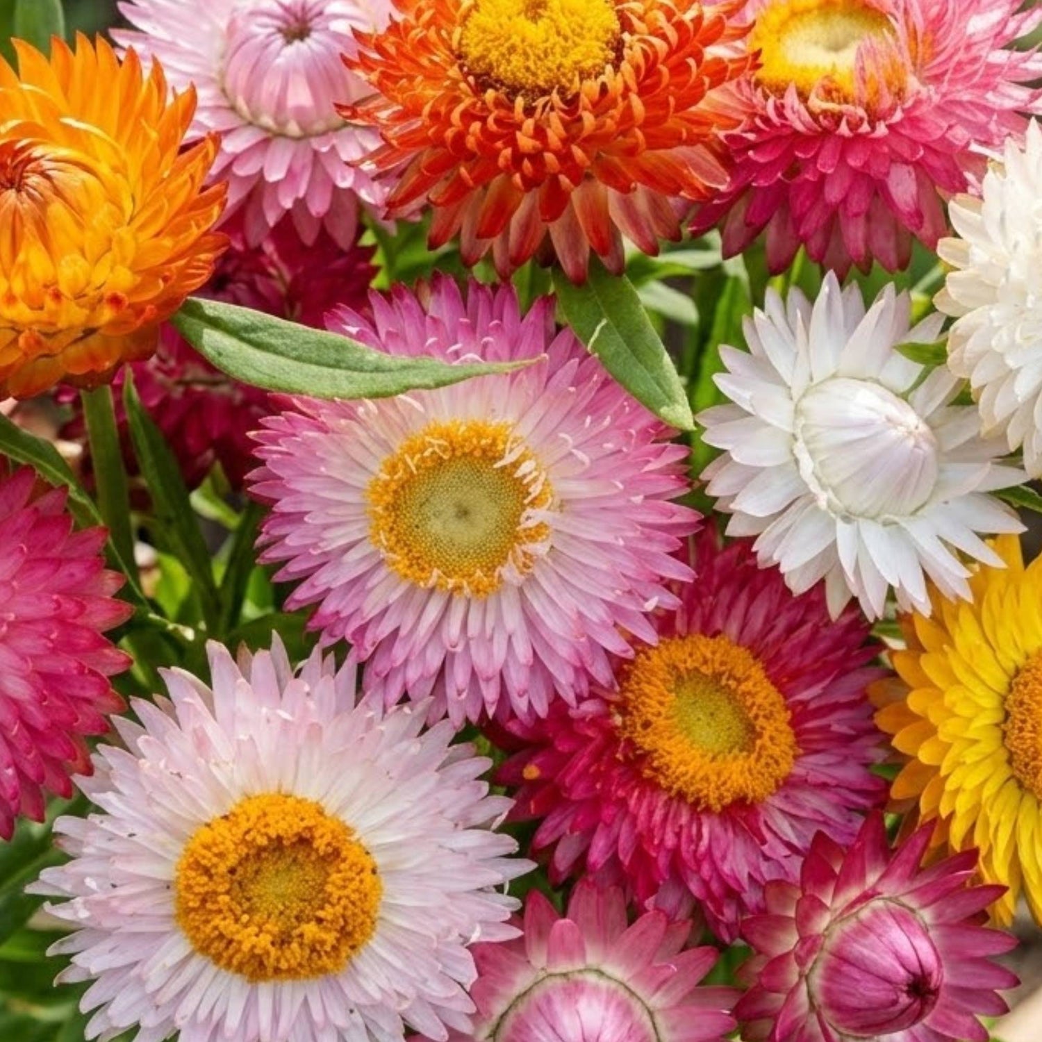 Helichrysum