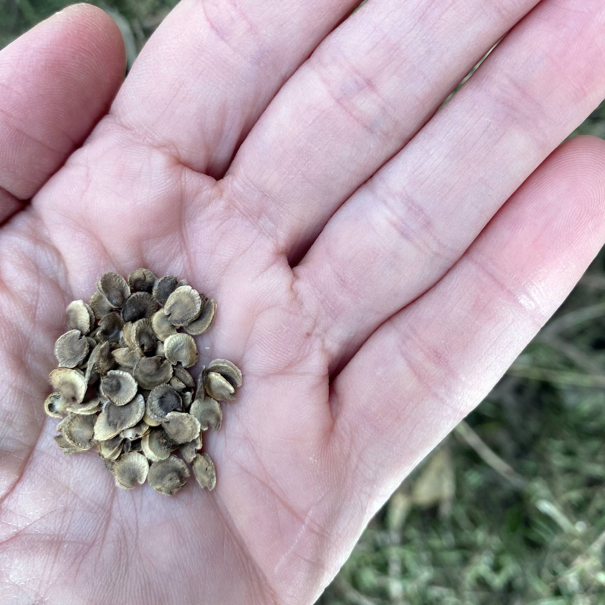 Hollyhock Chaters Double Mix Seeds Size