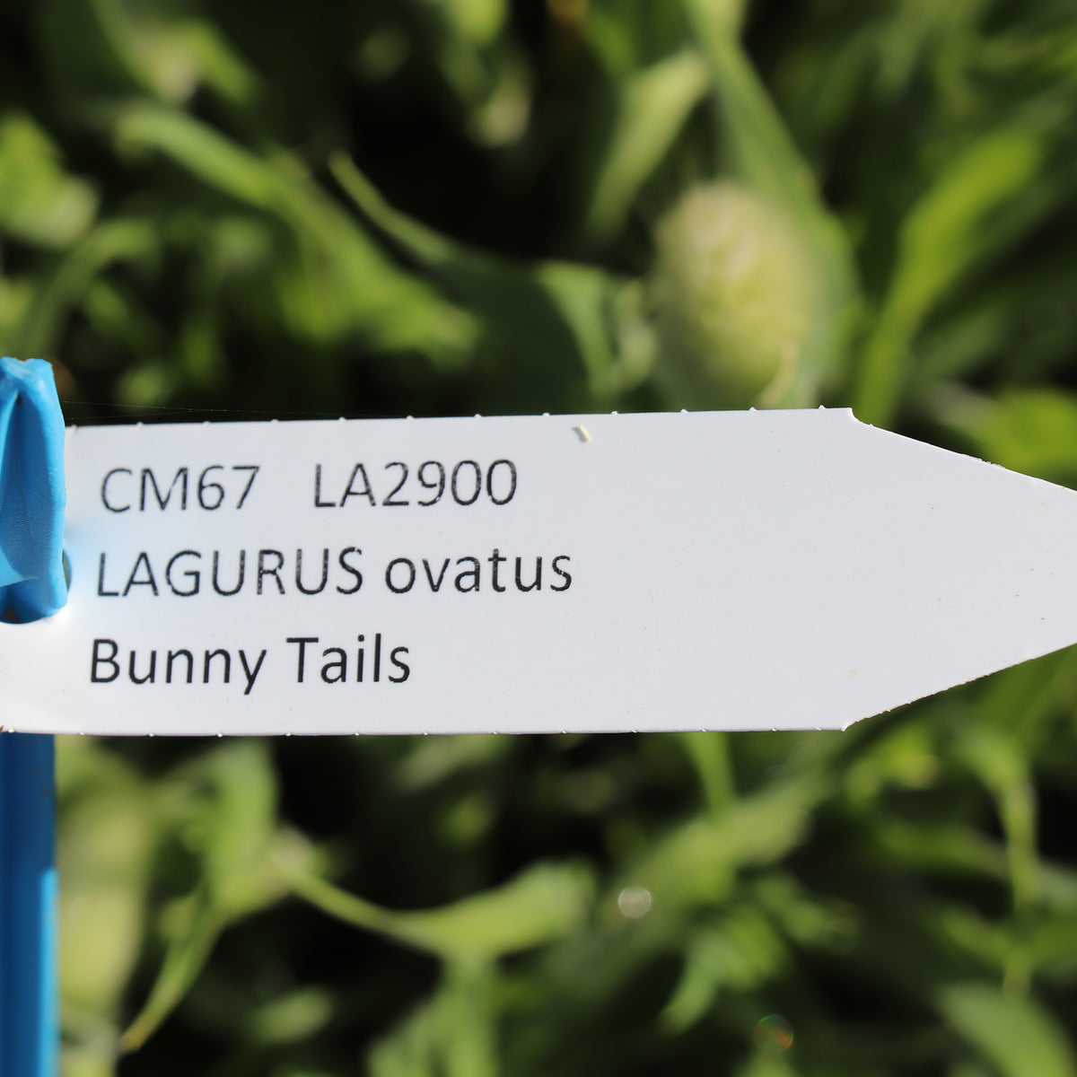Bunny Tails lagurus ovatus