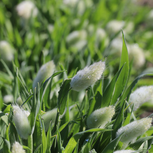 Bunny Tails Seeds