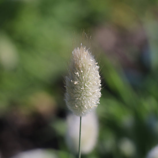 lagurus bunny tail seeds