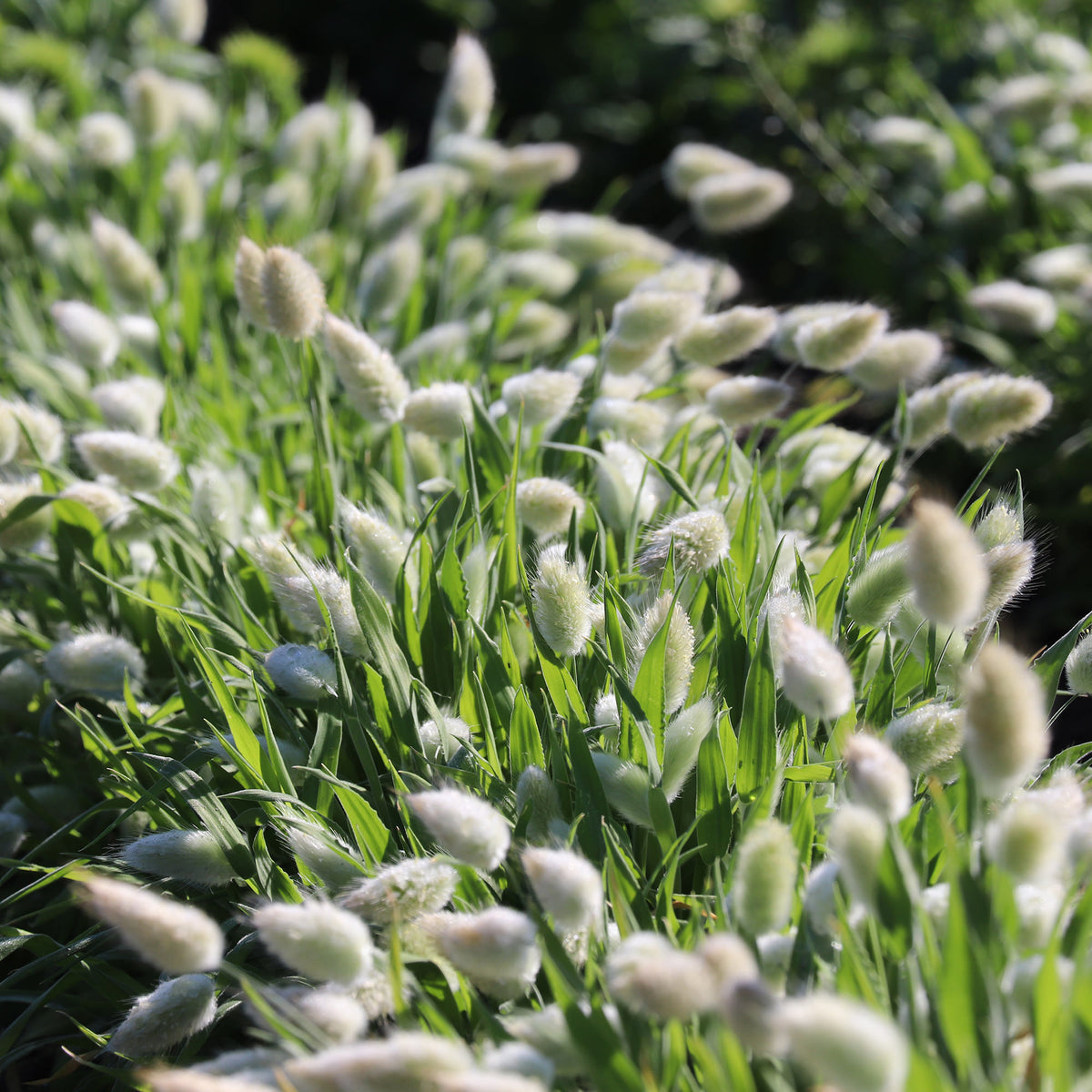 White bunny tail ornamental grass with fluffy white seed heads