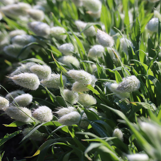 LagurusSeedGrass
