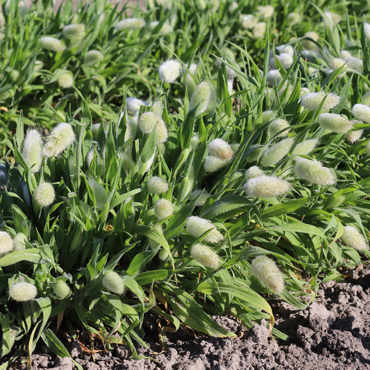 Bunny Tails Seed