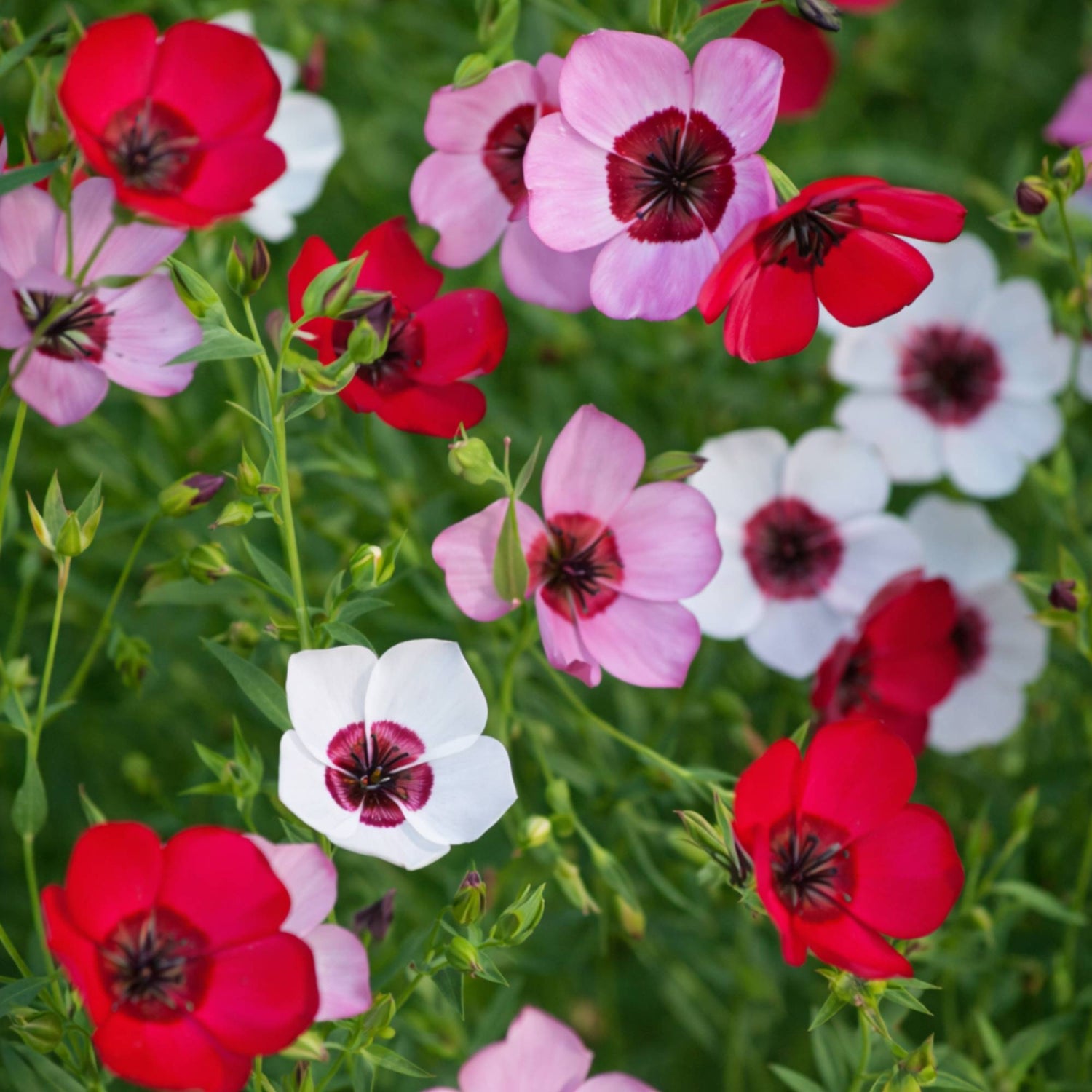 Linum (Flax)