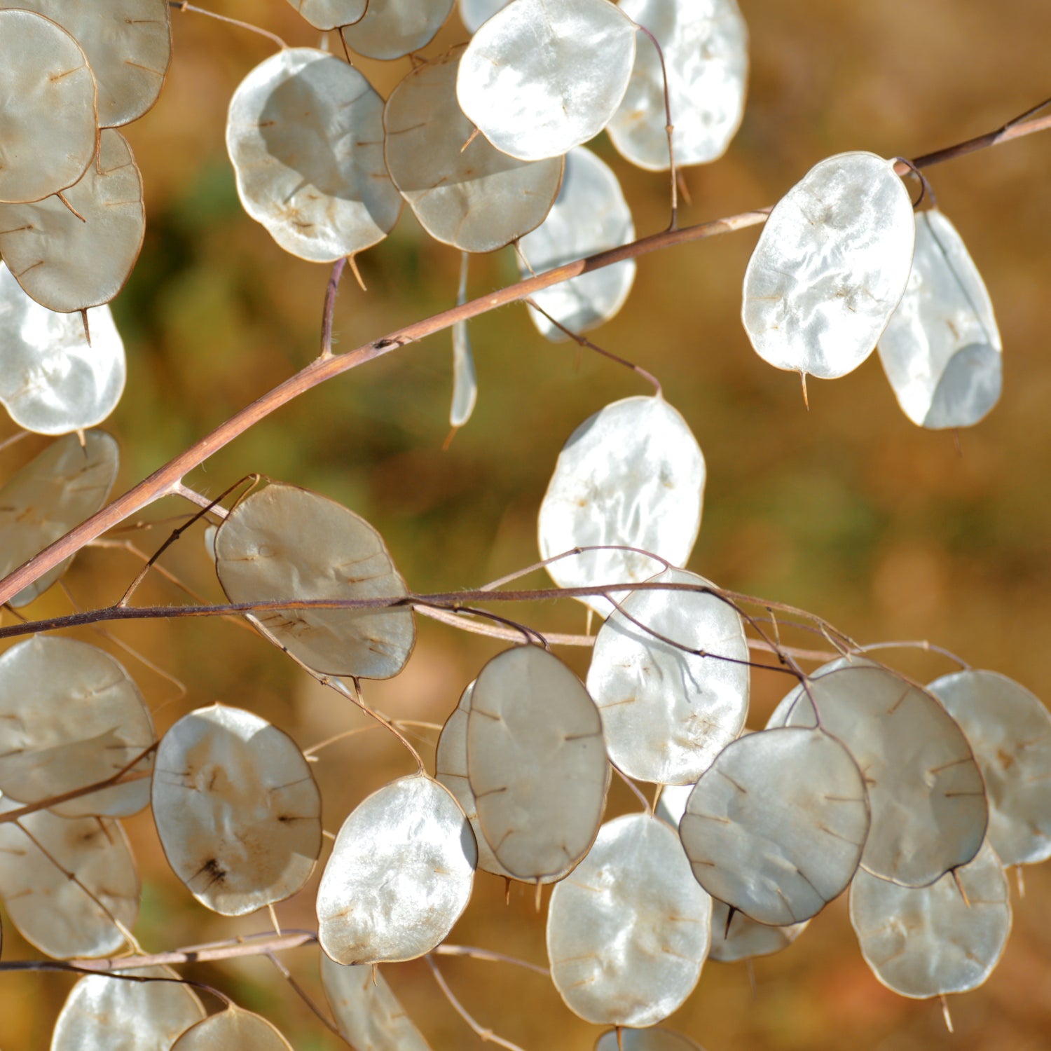 Lunaria