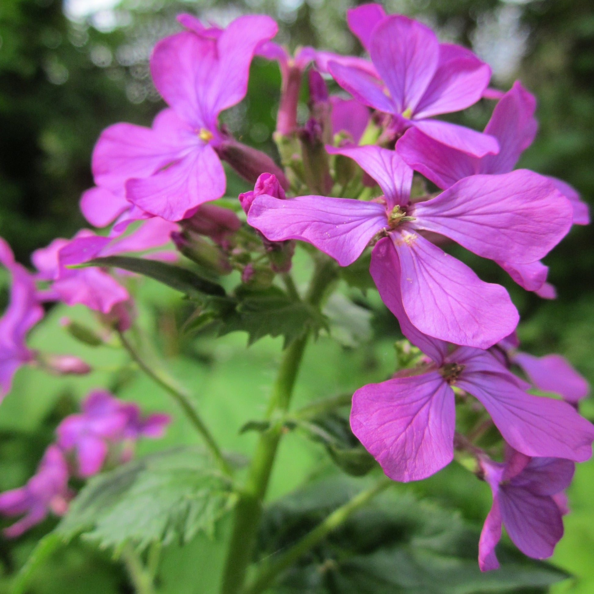 Lunaria Purple Honesty seeds