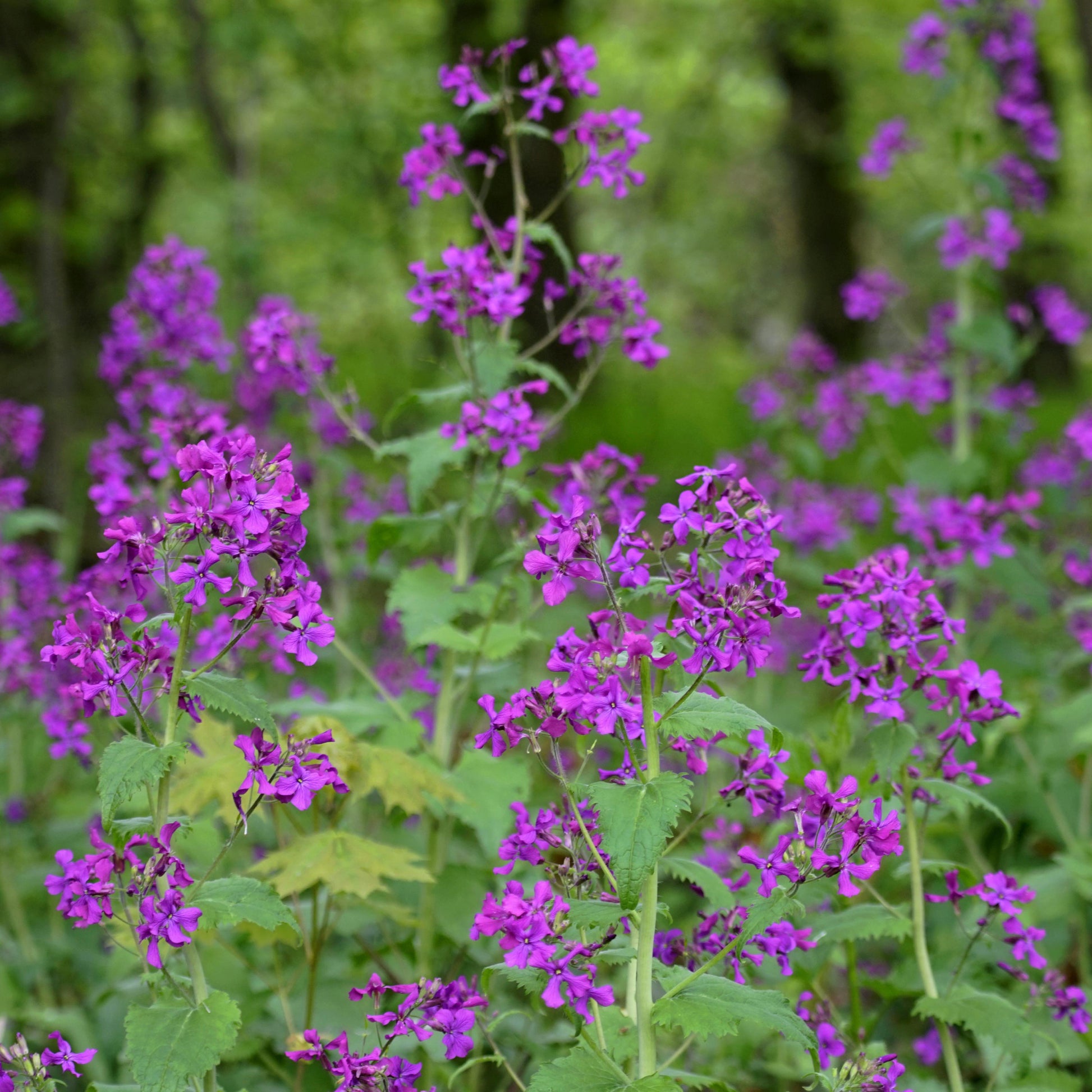 Lunaria Purple Moneyplant seeds