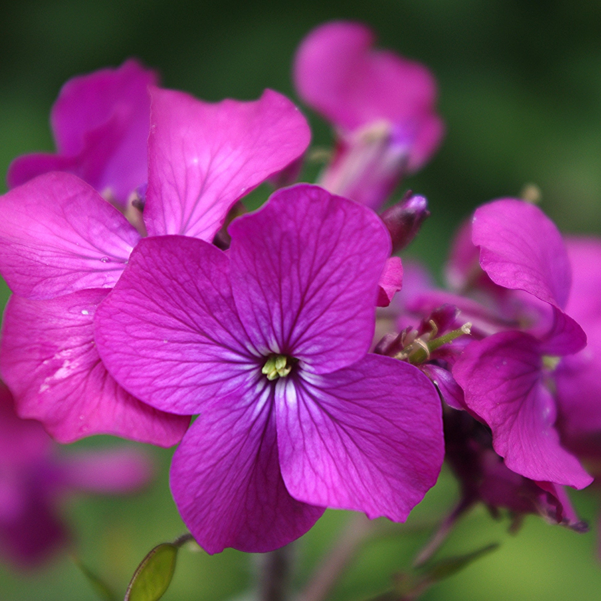Silver Coins purple flower