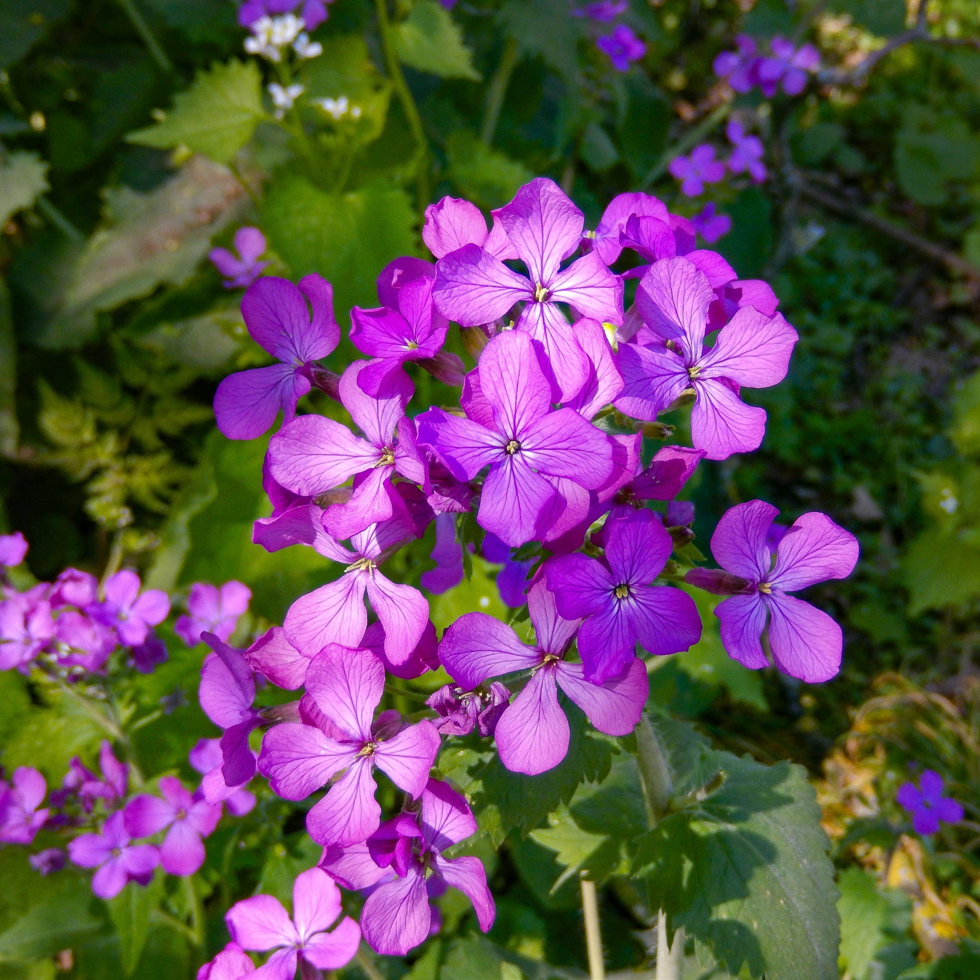 Lunaria purple seeds