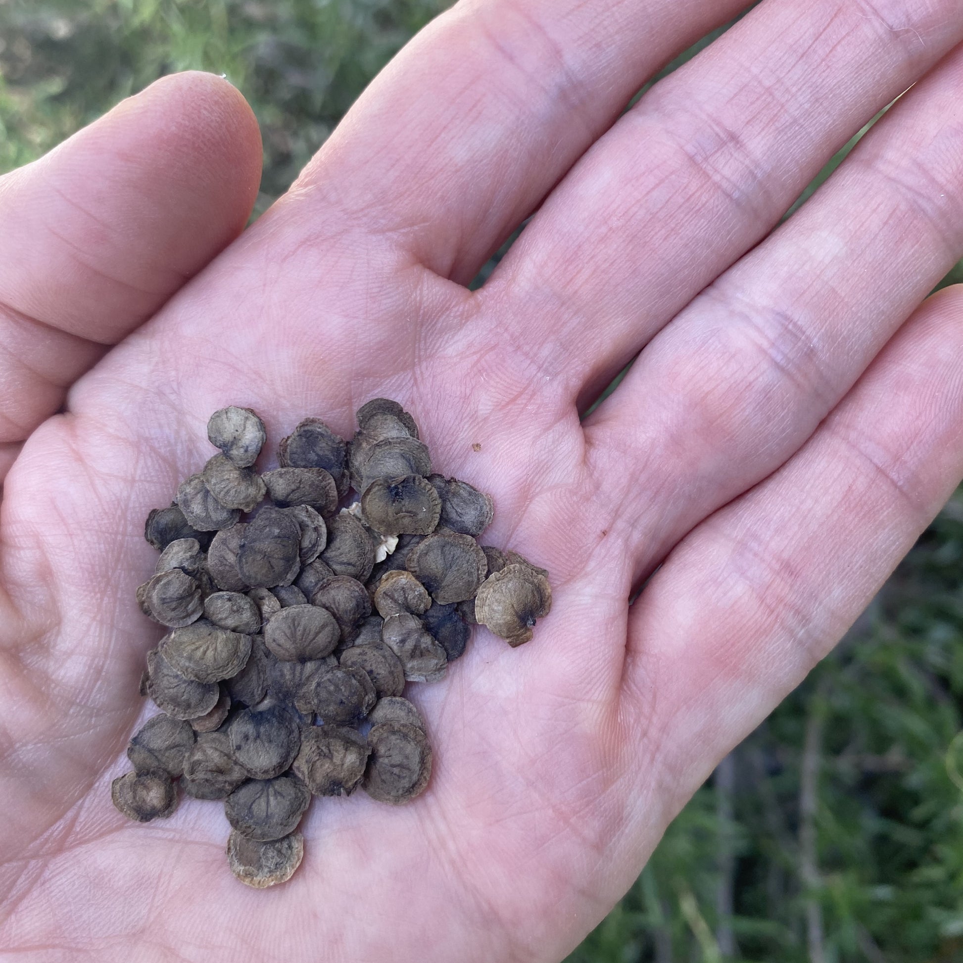 Lunaria Violet Seeds