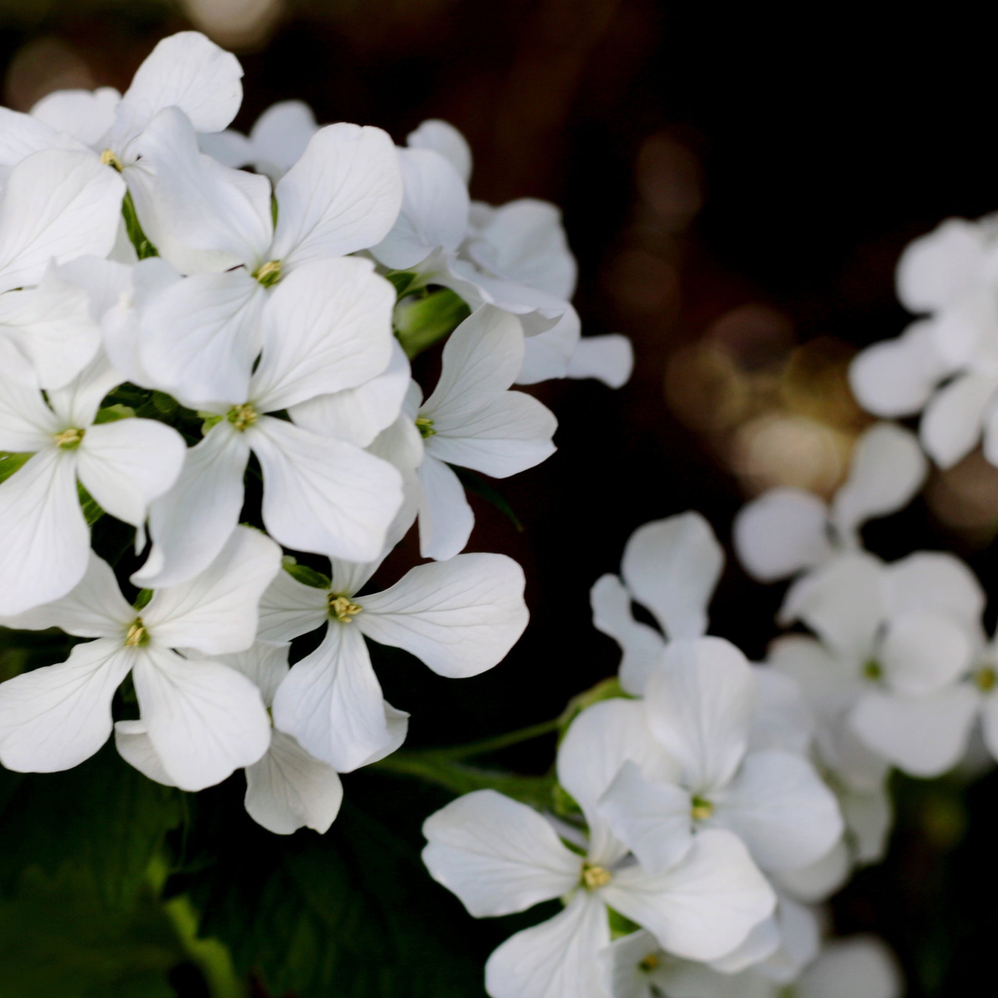 Lunaria Alba seeds white