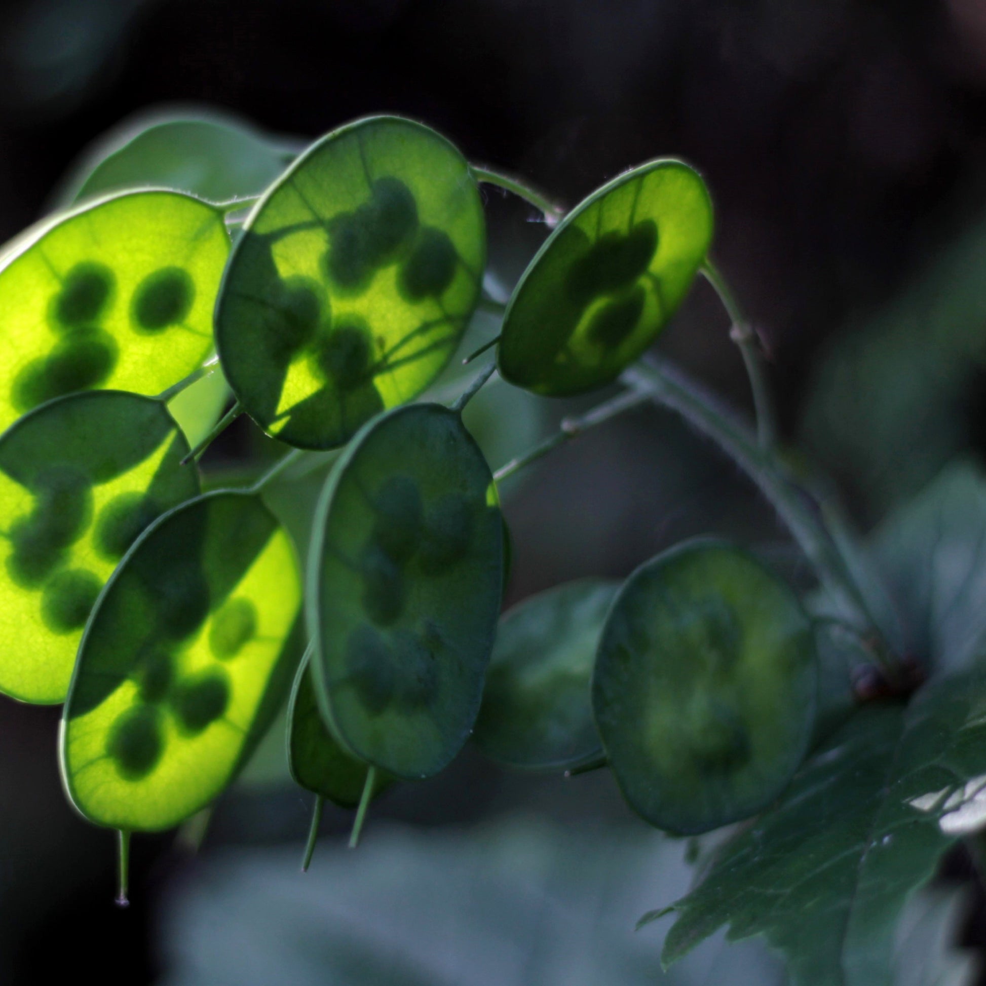 Lunaria alba seeds