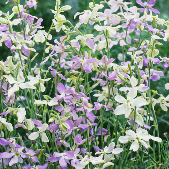 Night scented stock growing in a balcony container at sunset