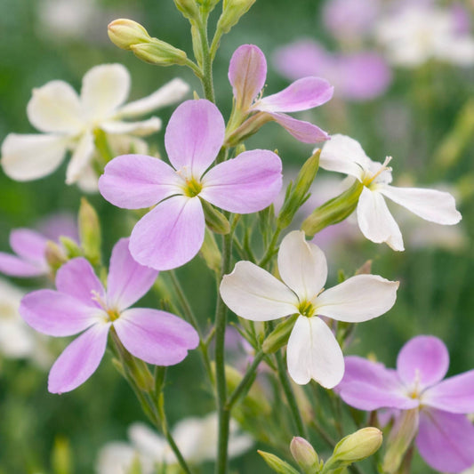 Night scented stock flowers blooming at dusk with soft lilac tones