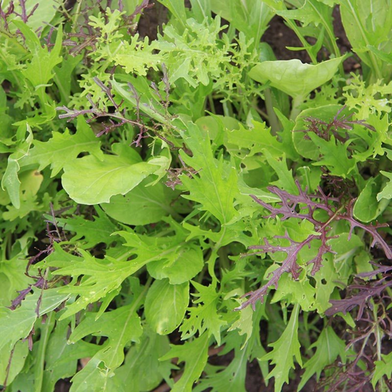 Organic Mesclun Asian Mix Seeds