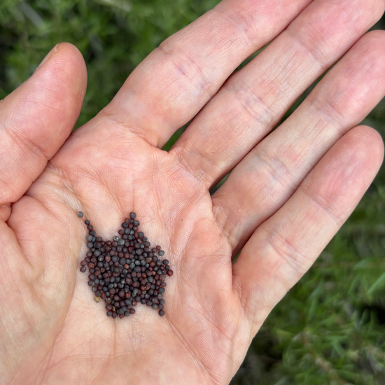 Asian Mesclun Seeds Bio