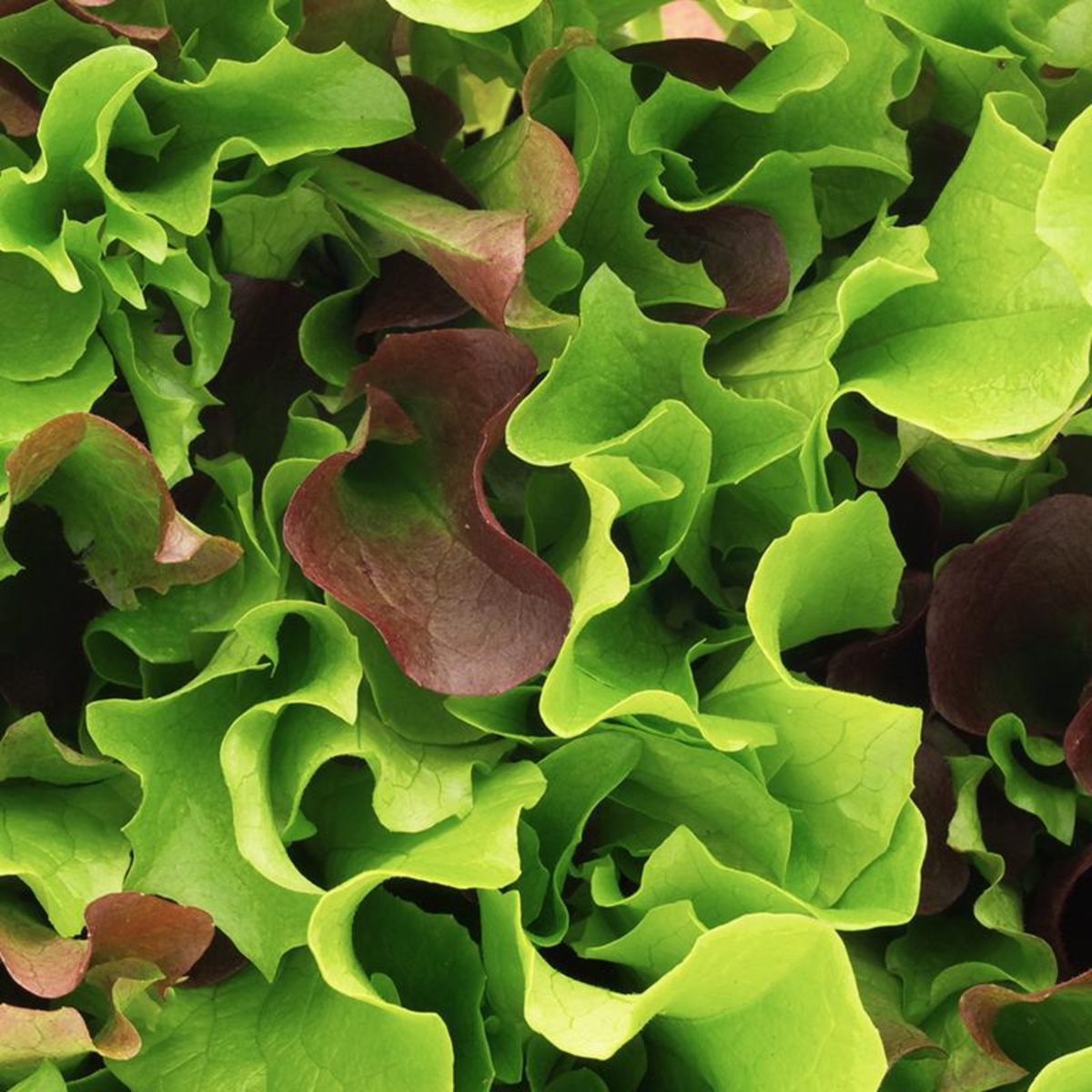 Organic Mesclun Salad Leaves Seeds