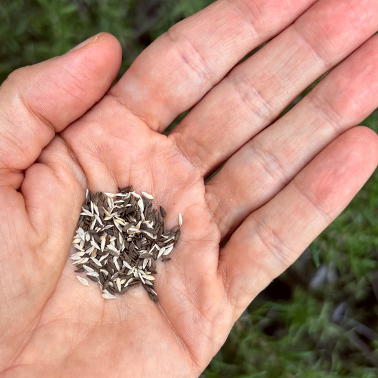 Mesclun Seeds Salad Leaves Mix