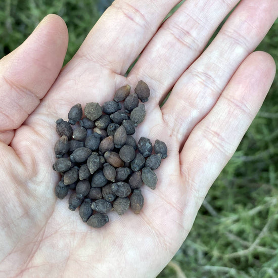 Mirabilis Jalapa Broken Colors Seeds Size