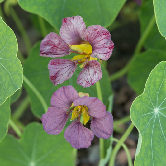 Nasturtium Purple Emperor