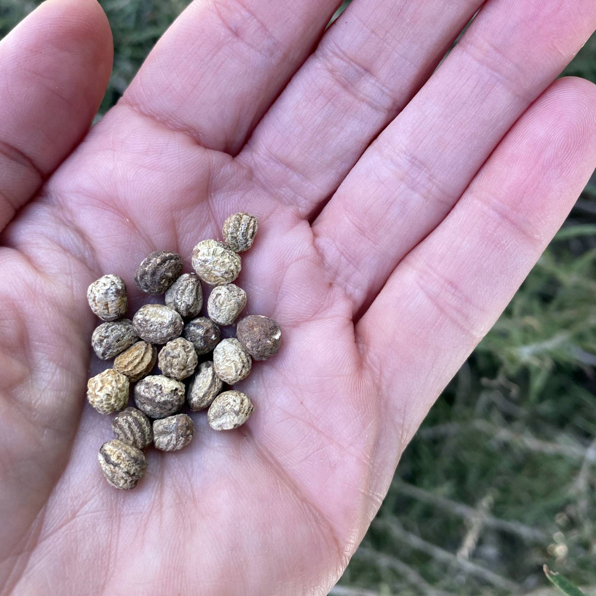Nasturtium Tiptop Rose Seeds Size