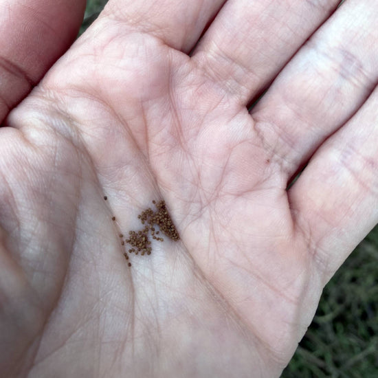 Nicotiana Perfume Rose Seeds Size