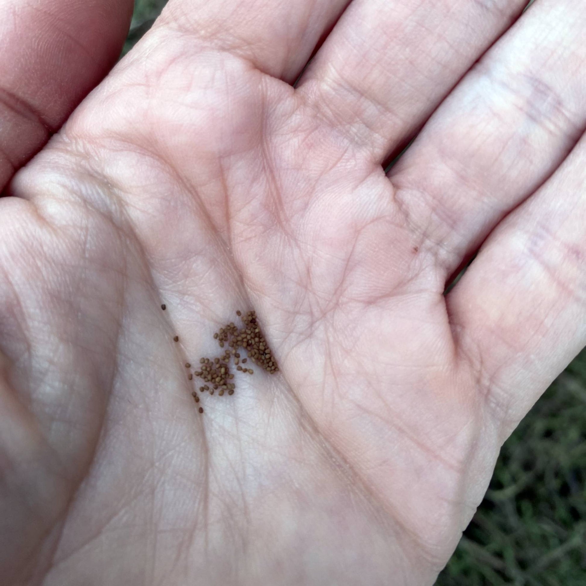 Nicotiana Perfume Rose Seeds Size