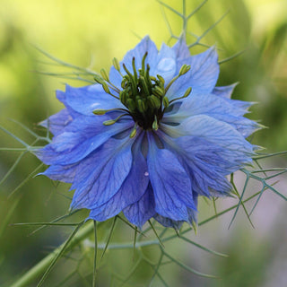 Nigella Damascena Blue Seeds