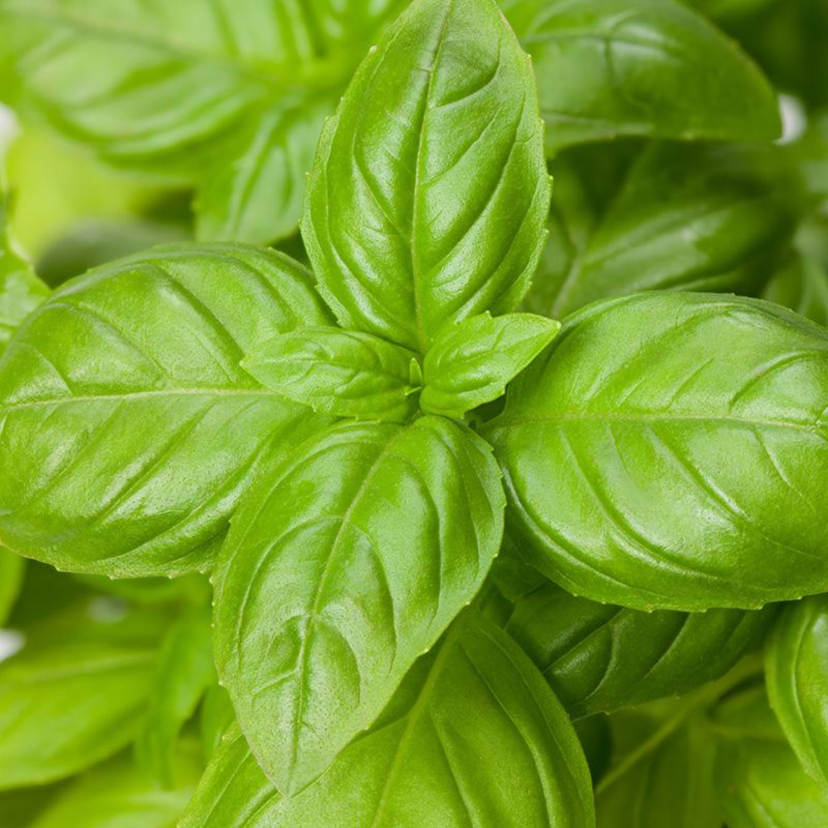 Organic Basil Genovese Seeds