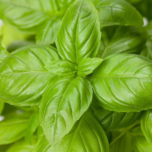 Organic Basil Genovese Seeds