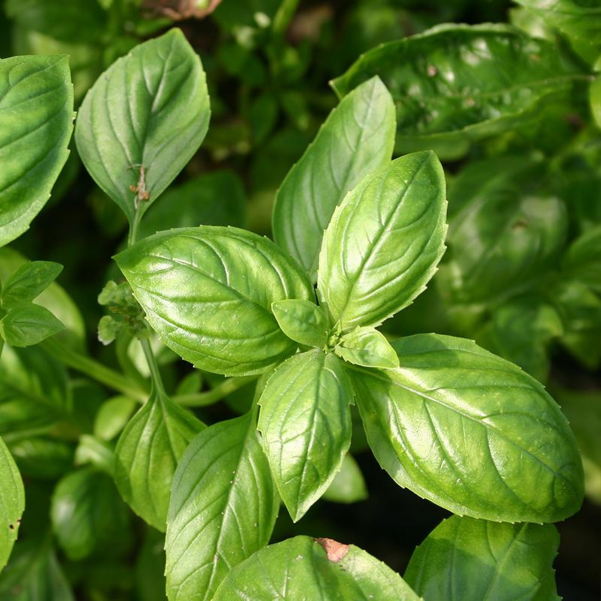 Organic Italian Basil Seeds