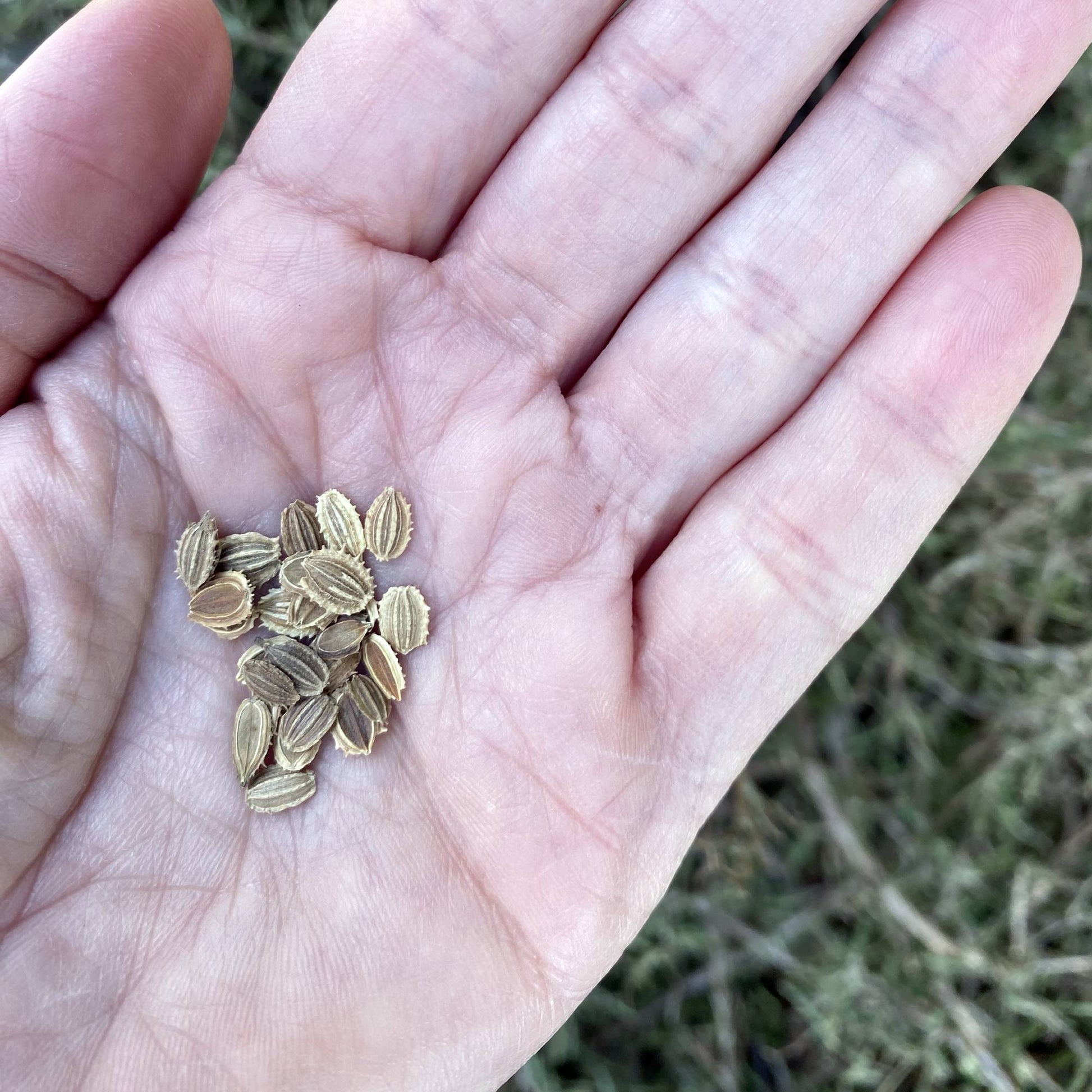 White Lace Flower Seeds Size