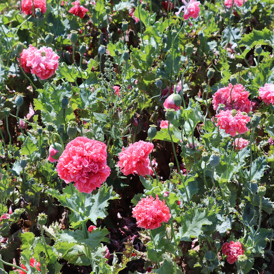 Peony Poppy Seeds