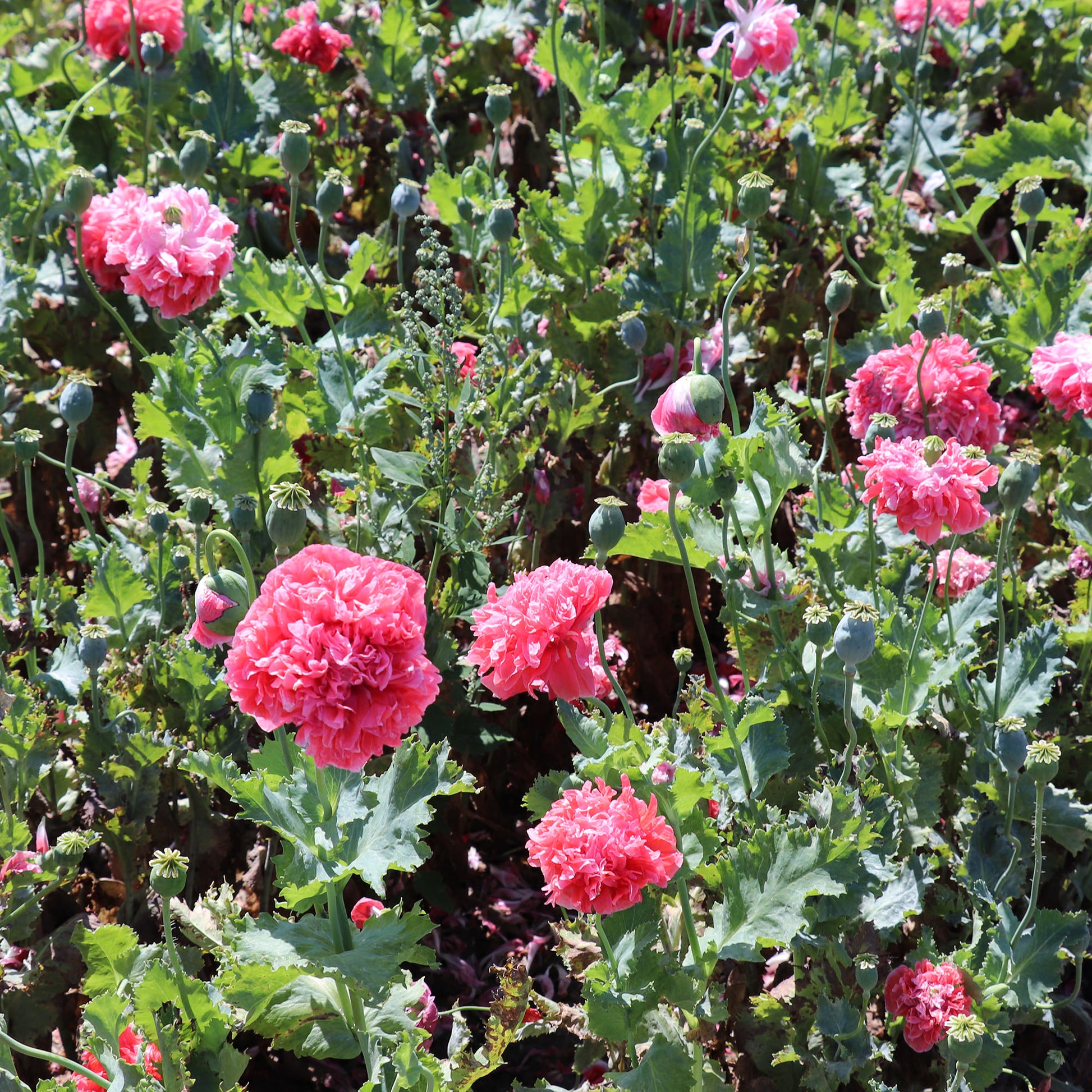 Peony Poppy Seeds
