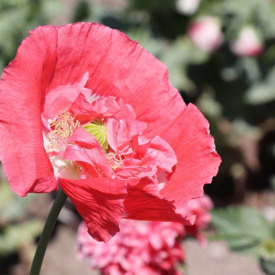 Papaver Seeds - Frosted Salmon Peony Flowers