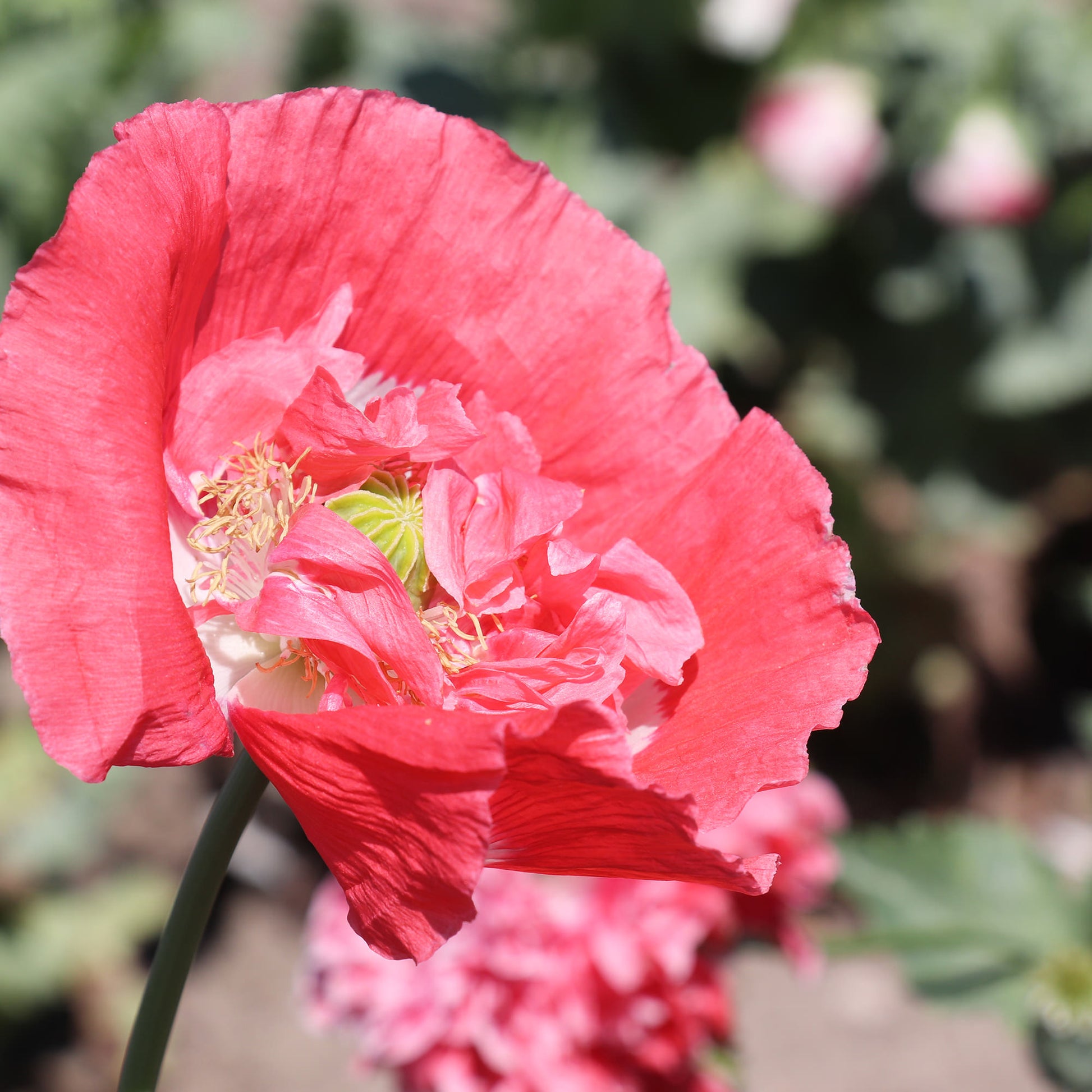Papaver Seeds - Frosted Salmon Peony Flowers