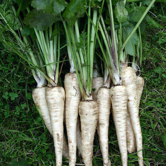 Parsnip Bio Seeds