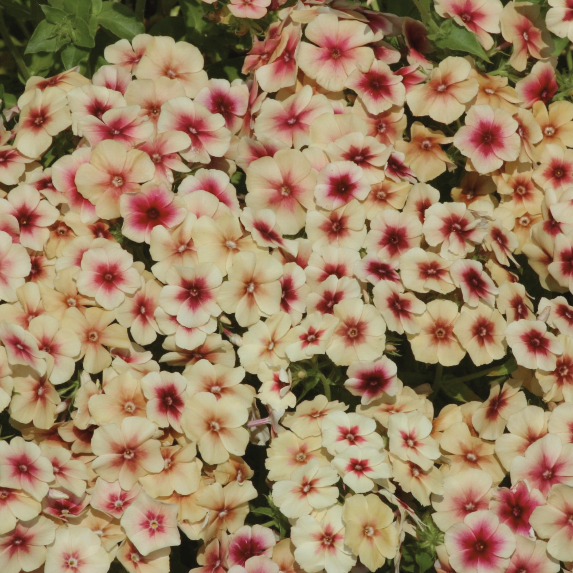Cherry Caramel Phlox Seeds