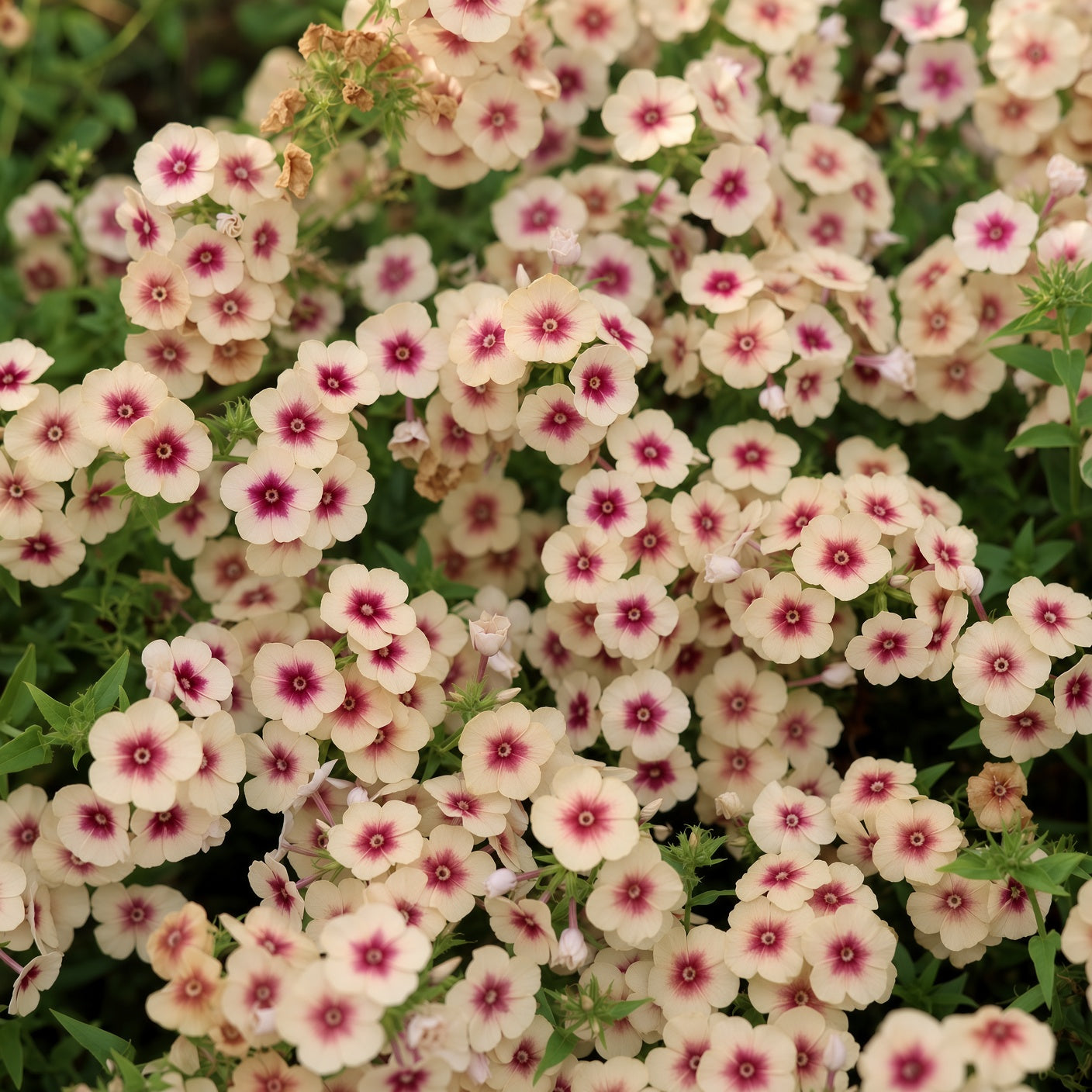 Phlox Cherry Caramel Seeds