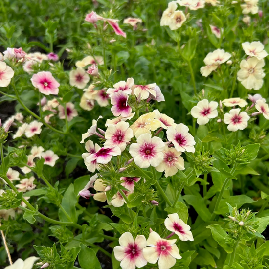 Phlox Drummondii Cherry Caramel Seeds