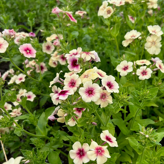 Phlox Drummondii Cherry Caramel Seeds