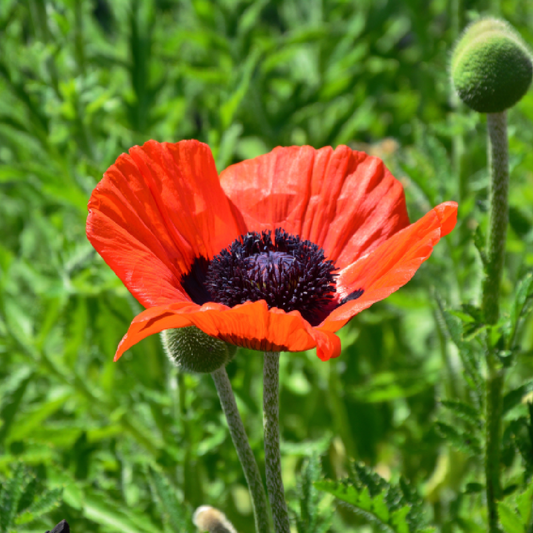 Poppy Orientale Brilliant